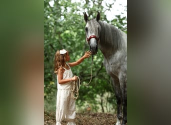 PRE Croisé, Étalon, 5 Ans, 168 cm, Gris