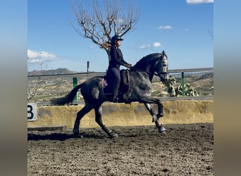 PRE Croisé, Étalon, 5 Ans, 168 cm, Gris pommelé