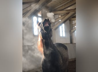 PRE Croisé, Étalon, 5 Ans, 168 cm, Isabelle