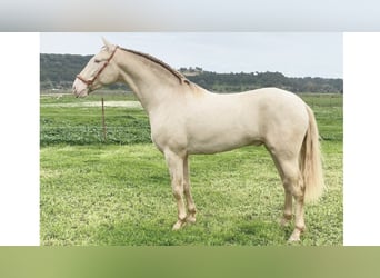 PRE Croisé, Étalon, 5 Ans, 168 cm, Perle