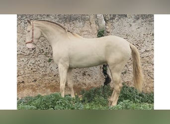 PRE Croisé, Étalon, 5 Ans, 168 cm, Perle