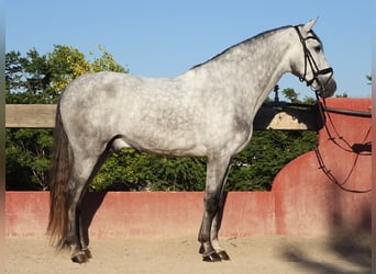 PRE Croisé, Étalon, 5 Ans, 169 cm, Gris