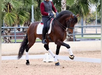 PRE Croisé, Étalon, 5 Ans, 170 cm, Bai