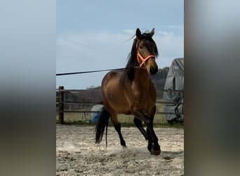 PRE Croisé, Étalon, 5 Ans, 170 cm, Buckskin