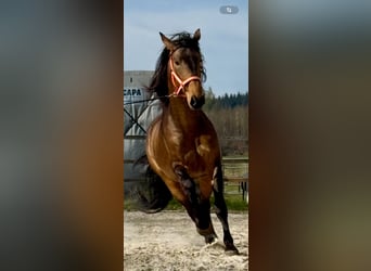 PRE Croisé, Étalon, 5 Ans, 170 cm, Buckskin