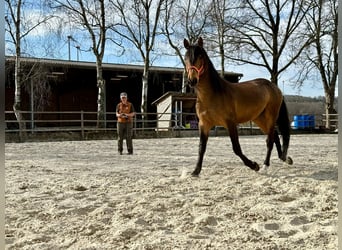 PRE Croisé, Étalon, 5 Ans, 170 cm, Isabelle
