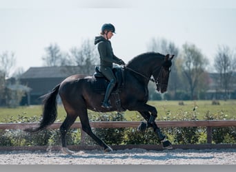 PRE Croisé, Étalon, 5 Ans, 171 cm, Bai brun foncé