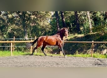 PRE Croisé, Étalon, 5 Ans, 171 cm