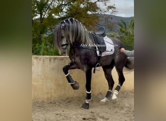 PRE Croisé, Étalon, 5 Ans, 171 cm, Gris pommelé