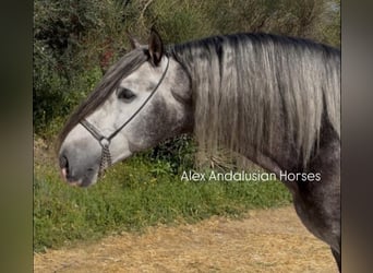 PRE Croisé, Étalon, 5 Ans, 171 cm, Gris pommelé