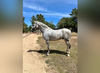 PRE Croisé, Étalon, 5 Ans, 172 cm, Gris