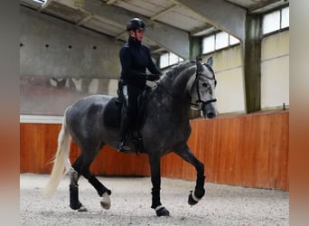 PRE, Étalon, 5 Ans, 172 cm, Gris pommelé