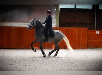 PRE, Étalon, 5 Ans, 172 cm, Gris pommelé