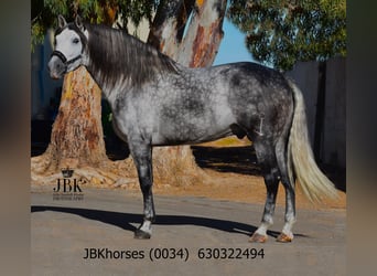 PRE, Étalon, 5 Ans, 172 cm, Gris pommelé