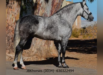 PRE, Étalon, 5 Ans, 172 cm, Gris pommelé