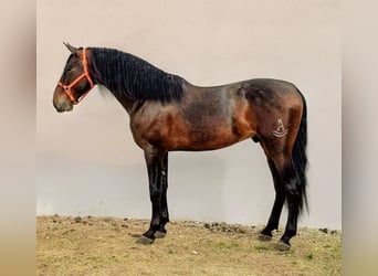 PRE Croisé, Étalon, 5 Ans, 173 cm, Bai