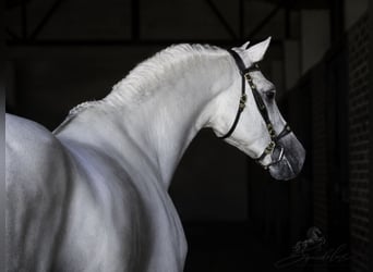 PRE Croisé, Étalon, 5 Ans, 173 cm, Blanc