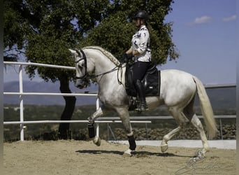 PRE Croisé, Étalon, 5 Ans, 173 cm, Blanc