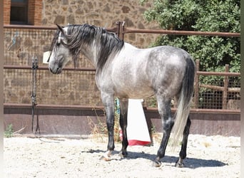 PRE Croisé, Étalon, 5 Ans, 173 cm, Gris