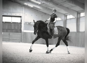 PRE Croisé, Étalon, 5 Ans, 176 cm, Bai brun