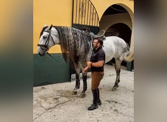 PRE, Étalon, 5 Ans, 176 cm, Gris pommelé