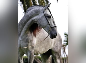 PRE Croisé, Étalon, 5 Ans, 177 cm, Gris