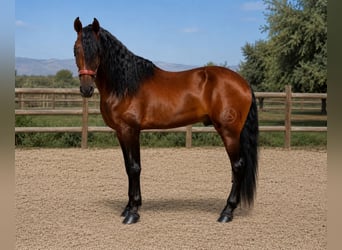 PRE Croisé, Étalon, 5 Ans, 180 cm, Bai