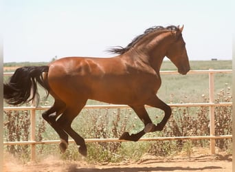 PRE Croisé, Étalon, 5 Ans, 181 cm, Bai