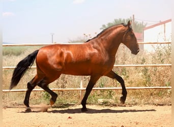 PRE Croisé, Étalon, 5 Ans, 181 cm, Bai