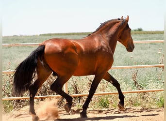 PRE Croisé, Étalon, 5 Ans, 181 cm, Bai