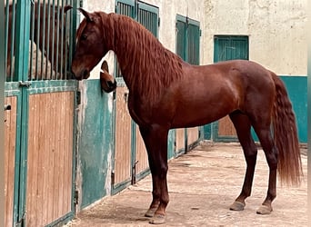 PRE Croisé, Étalon, 5 Ans, Alezan