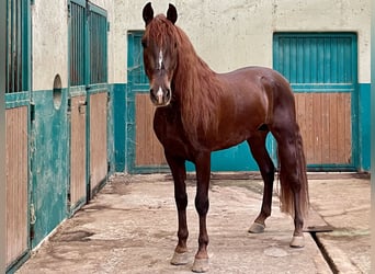 PRE Croisé, Étalon, 5 Ans, Alezan