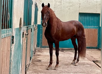 PRE Croisé, Étalon, 5 Ans, Alezan