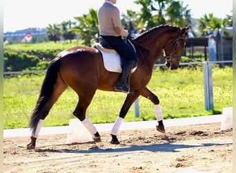 PRE Croisé, Étalon, 5 Ans, Bai