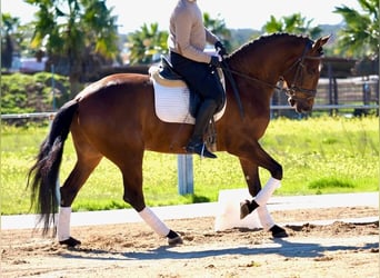 PRE Croisé, Étalon, 5 Ans, Bai