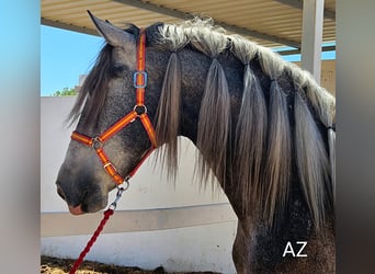 PRE Croisé, Étalon, 5 Ans, Gris