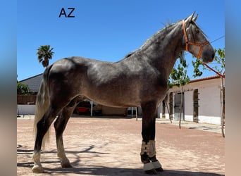 PRE Croisé, Étalon, 5 Ans, Gris