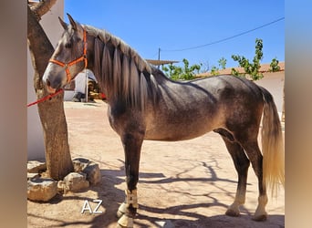 PRE Croisé, Étalon, 5 Ans, Gris