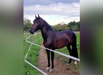 PRE, Étalon, 6 Ans, 155 cm, Bai brun