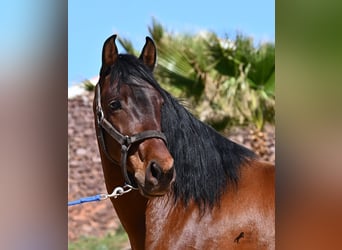 PRE Croisé, Étalon, 6 Ans, 157 cm, Bai