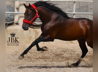 PRE Croisé, Étalon, 6 Ans, 157 cm, Bai