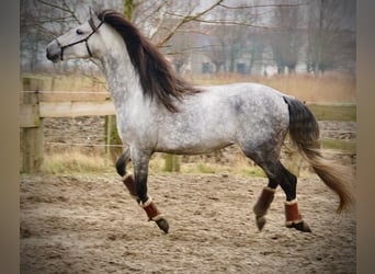 PRE Croisé, Étalon, 6 Ans, 157 cm, Gris pommelé