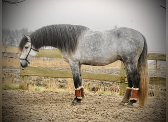 PRE Croisé, Étalon, 6 Ans, 157 cm, Gris pommelé