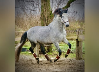 PRE Croisé, Étalon, 6 Ans, 157 cm, Gris pommelé