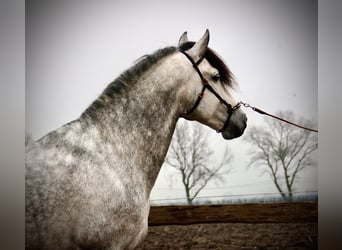 PRE Croisé, Étalon, 6 Ans, 157 cm, Gris pommelé