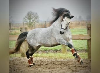 PRE Croisé, Étalon, 6 Ans, 157 cm, Gris pommelé