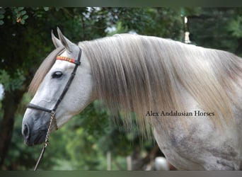 PRE Croisé, Étalon, 6 Ans, 158 cm, Gris