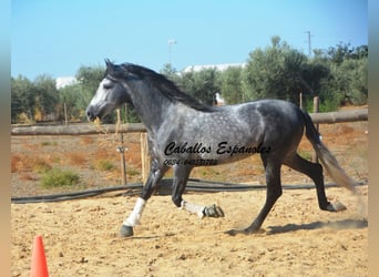 PRE Croisé, Étalon, 6 Ans, 158 cm, Gris pommelé