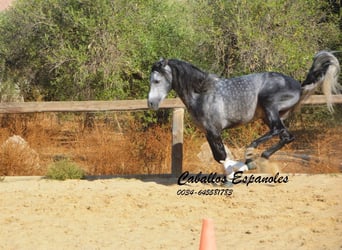 PRE Croisé, Étalon, 6 Ans, 158 cm, Gris pommelé