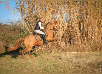 PRE, Étalon, 6 Ans, 158 cm, Perle